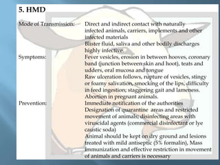 5. HMD
Mode of Transmission:

Symptoms:

Prevention:

Direct and indirect contact with naturally
infected animals, carriers, implements and other
infected materials
Blister fluid, saliva and other bodily discharges
highly infective.
Fever vesicles, erosion in between hooves, coronary
band (junction between skin and hoot), teats and
udders, oral mucosa and tongue
Raw ulceration follows, rupture of vesicles, stingy
or foamy salivation, smocking of the lips, difficulty
in feed ingestion; staggering gait and lameness.
Abortion in pregnant animals.
Immediate notification of the authorities
Designation of quarantine areas and restricted
movement of animals; disinfecting areas with
viruscidal agents (commercial disinfectant or lye
caustic soda)
Animal should be kept on dry ground and lesions
treated with mild antiseptic (5% formalin), Mass
immunization and effective restriction in movement
of animals and carriers is necessary

 