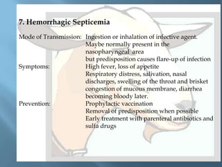 7. Hemorrhagic Septicemia
Mode of Transmission: Ingestion or inhalation of infective agent.
Maybe normally present in the
nasopharyngeal area
but predisposition causes flare-up of infection
Symptoms:
High fever, loss of appetite
Respiratory distress, salivation, nasal
discharges, swelling of the throat and brisket
congestion of mucous membrane, diarrhea
becoming bloody later.
Prevention:
Prophylactic vaccination
Removal of predisposition when possible
Early treatment with parenteral antibiotics and
sulfa drugs

 
