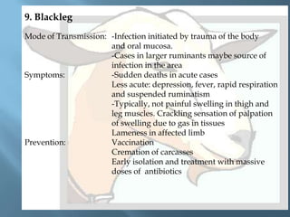9. Blackleg
Mode of Transmission: -Infection initiated by trauma of the body
and oral mucosa.
-Cases in larger ruminants maybe source of
infection in the area
Symptoms:
-Sudden deaths in acute cases
Less acute: depression, fever, rapid respiration
and suspended ruminatism
-Typically, not painful swelling in thigh and
leg muscles. Crackling sensation of palpation
of swelling due to gas in tissues
Lameness in affected limb
Prevention:
Vaccination
Cremation of carcasses
Early isolation and treatment with massive
doses of antibiotics

 