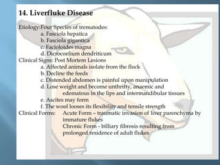 14. Liverfluke Disease
Etiology:Four Species of trematodes:
a. Fasciola hepatica
b. Fasciola gigantica
c. Facioloides magna
d. Dicrocoelium dendriticum
Clinical Signs: Post Mortem Lesions
a. Affected animals isolate from the flock
b. Decline the feeds
c. Distended abdomen is painful upon manipulation
d. Lose weight and become unthrifty, anaemic and
edematous in the lips and intermandibular tissues
e. Ascites may form
f. The wool looses its flexibility and tensile strength
Clinical Forms: Acute Form – traumatic invasion of liver parenchyma by
immature flukes
Chronic Form - billiary fibrosis resulting from
prolonged residence of adult flukes

 