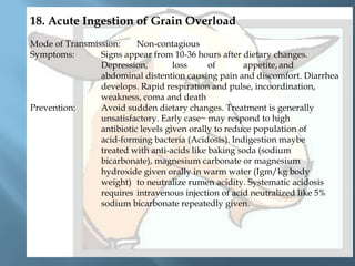 18. Acute Ingestion of Grain Overload
Mode of Transmission:
Non-contagious
Symptoms:
Signs appear from 10-36 hours after dietary changes.
Depression,
loss
of
appetite, and
abdominal distention causing pain and discomfort. Diarrhea
develops. Rapid respiration and pulse, incoordination,
weakness, coma and death
Prevention:
Avoid sudden dietary changes. Treatment is generally
unsatisfactory. Early case~ may respond to high
antibiotic levels given orally to reduce population of
acid-forming bacteria (Acidosis). Indigestion maybe
treated with anti-acids like baking soda (sodium
bicarbonate), magnesium carbonate or magnesium
hydroxide given orally in warm water (Igm/kg body
weight) to neutralize rumen acidity. Systematic acidosis
requires intravenous injection of acid neutralized like 5%
sodium bicarbonate repeatedly given.

 