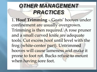 

1. Hoof Trimming – Goats’ hooves under
confinement are usually overgrown.
Trimming is then required. A rose pruner
and a small curved knife are adequate
tools. Cut excess hoof until level with the
frog (white-center part). Untrimmed
hooves will cause lameness and make it
prone to foot rot. Bucks refuse to mount
when having sore feet.

 