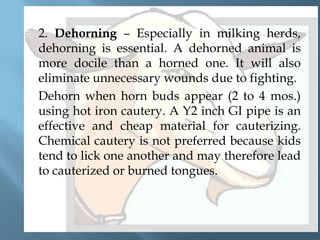 



2. Dehorning – Especially in milking herds,
dehorning is essential. A dehorned animal is
more docile than a horned one. It will also
eliminate unnecessary wounds due to fighting.
Dehorn when horn buds appear (2 to 4 mos.)
using hot iron cautery. A Y2 inch GI pipe is an
effective and cheap material for cauterizing.
Chemical cautery is not preferred because kids
tend to lick one another and may therefore lead
to cauterized or burned tongues.

 
