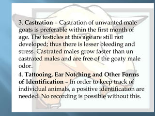 



3. Castration – Castration of unwanted male
goats is preferable within the first month of
age. The testicles at this age are still not
developed; thus there is lesser bleeding and
stress. Castrated males grow faster than un
castrated males and are free of the goaty male
odor.
4. Tattooing, Ear Notching and Other Forms
of Identification – In order to keep track of
individual animals, a positive identification are
needed. No recording is possible without this.

 