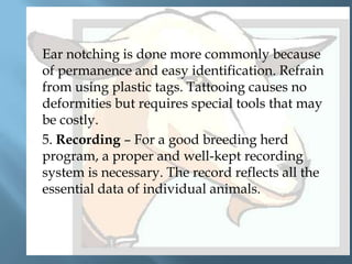 



Ear notching is done more commonly because
of permanence and easy identification. Refrain
from using plastic tags. Tattooing causes no
deformities but requires special tools that may
be costly.
5. Recording – For a good breeding herd
program, a proper and well-kept recording
system is necessary. The record reflects all the
essential data of individual animals.

 