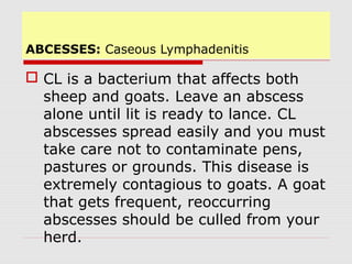 Sheep Abscess Goat Management رعاية الماعز | PPT