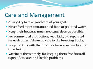 Care and Management
 Always try to take good care of your goats.
 Never feed them contaminated food or polluted water.
 Keep their house as much neat and clean as possible.
 For commercial production, keep kids, old separated
for each other. Take extra care to the breeding bucks,
 Keep the kids with their mother for several weeks after
their birth.
 Vaccinate them timely, for keeping them free from all
types of diseases and health problems.
 