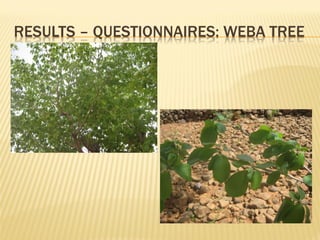 Goat milk safety and consumption in Abergelle, Ethiopia