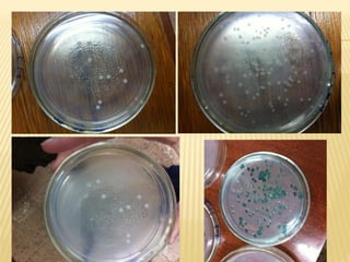 Goat milk safety and consumption in Abergelle, Ethiopia