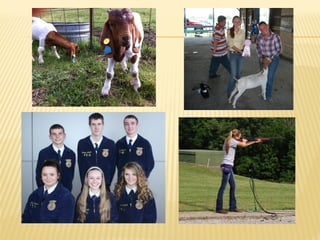 Goat milk safety and consumption in Abergelle, Ethiopia