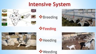 Intensive Goat Rearing Goat Nutrition.pptx