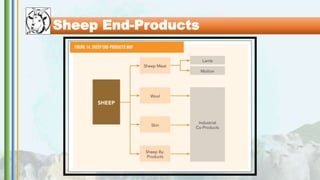 Sheep End-Products
 