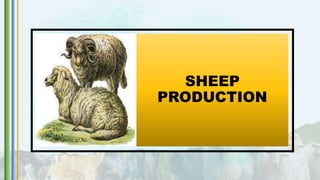SHEEP
PRODUCTION
 