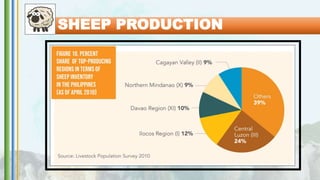 SHEEP PRODUCTION
 