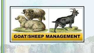 GOAT/SHEEP MANAGEMENT
 