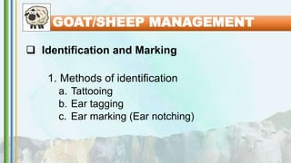  Identification and Marking
1. Methods of identification
a. Tattooing
b. Ear tagging
c. Ear marking (Ear notching)
GOAT/SHEEP MANAGEMENT
 