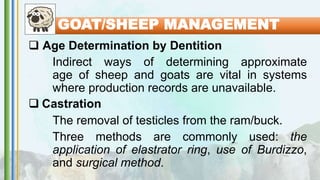  Age Determination by Dentition
Indirect ways of determining approximate
age of sheep and goats are vital in systems
where production records are unavailable.
 Castration
The removal of testicles from the ram/buck.
Three methods are commonly used: the
application of elastrator ring, use of Burdizzo,
and surgical method.
GOAT/SHEEP MANAGEMENT
 