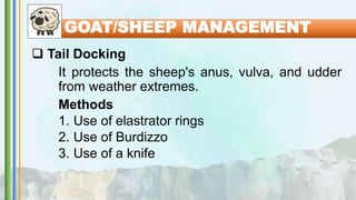  Tail Docking
It protects the sheep's anus, vulva, and udder
from weather extremes.
Methods
1. Use of elastrator rings
2. Use of Burdizzo
3. Use of a knife
GOAT/SHEEP MANAGEMENT
 
