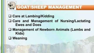  Care at Lambing/Kidding
 Care and Management of Nursing/Lactating
Ewes and Does
 Management of Newborn Animals (Lambs and
Kids)
 Weaning
GOAT/SHEEP MANAGEMENT
 