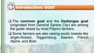 Introduction: GOAT
 The common goat and the Dadiangas goat
(originated from General Santos City) are among
the goats raised by most Filipino farmers.
 Some farmers are also raising exotic breeds like
Anglo-Nubian, Toggernburg, Saanen, French
Alpine, and Boer.
 