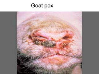 Goat pox
 