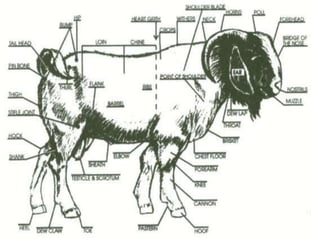 Dissected Goat Goat pox.ppt