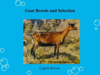 Goat Breeds and Selection
Capra hircus
 
