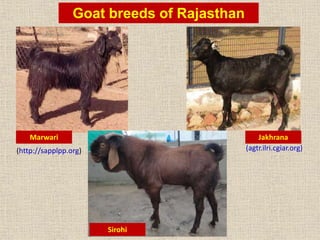 Goat production in India: an overview | PPTX