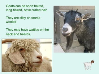 Goats can be short haired, long haired, have curled hair They are silky or coarse wooled They may have wattles on the neck and beards.   