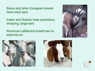 Swiss and other European breeds have erect ears Indian and Nubian have pendulous, drooping, large ears  American LaMancha breed has no external ear  
