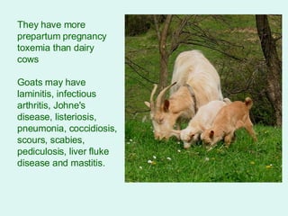 They have more prepartum pregnancy toxemia than dairy cows  Goats may have laminitis, infectious arthritis, Johne's disease, listeriosis, pneumonia, coccidiosis, scours, scabies, pediculosis, liver fluke disease and mastitis. 