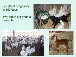 Length of pregnancy is 150 days  Two litters per year is possible 