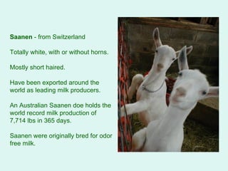 Saanen  - from Switzerland  Totally white, with or without horns.  Mostly short haired.  Have been exported around the world as leading milk producers.  An Australian Saanen doe holds the world record milk production of 7,714 lbs in 365 days.  Saanen were originally bred for odor free milk.   