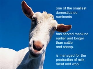 one of the smallest domesticated ruminants  has served mankind earlier and longer than cattle  and sheep.  is managed for the production of milk, meat and wool 