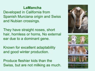 LaMancha Developed in California from Spanish Murciana origin and Swiss and Nubian crossings.  They have straight noses, short hair, hornless or horns, No external ear due to a dominant gene.  Known for excellent adaptability and good winter production.  Produce fleshier kids than the Swiss, but are not milking as much.   