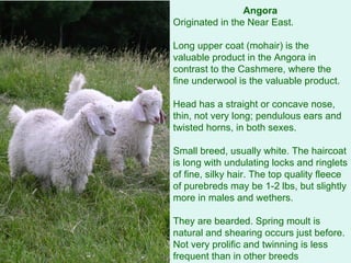 Angora Originated in the Near East.  Long upper coat (mohair) is the valuable product in the Angora in contrast to the Cashmere, where the fine underwool is the valuable product.  Head has a straight or concave nose, thin, not very long; pendulous ears and twisted horns, in both sexes.  Small breed, usually white. The haircoat is long with undulating locks and ringlets of fine, silky hair. The top quality fleece of purebreds may be 1-2 lbs, but slightly more in males and wethers. They are bearded. Spring moult is natural and shearing occurs just before. Not very prolific and twinning is less frequent than in other breeds  