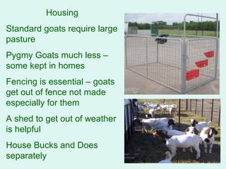Housing Standard goats require large pasture Pygmy Goats much less – some kept in homes Fencing is essential – goats get out of fence not made especially for them A shed to get out of weather is helpful House Bucks and Does separately 