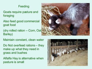 Feeding Goats require pasture and foraging Also feed good commercial goat food (dry rolled ration – Corn, Oats, Barley) Maintain constant, clean water Do Not overfeed rations – they make up what they need in grass and bushes Alfalfa Hay is alternative when pasture is small 