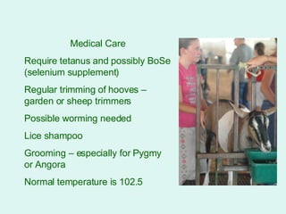 Medical Care Require tetanus and possibly BoSe (selenium supplement) Regular trimming of hooves – garden or sheep trimmers Possible worming needed Lice shampoo Grooming – especially for Pygmy or Angora Normal temperature is 102.5 