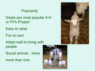 Popularity Goats are most popular 4-H or FFA Project Easy to raise Fun to own Adapt well to living with people Social animal – have more than one 