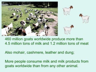 460 million goats worldwide produce more than 4.5 million tons of milk and 1.2 million tons of meat Also mohair, cashmere, leather and dung; More people consume milk and milk products from goats worldwide than from any other animal.                                                                                                                                                                             