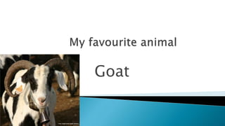 Goat
 