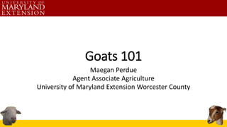Goats 101
Maegan Perdue
Agent Associate Agriculture
University of Maryland Extension Worcester County
 
