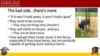 The bad side…there’s more
• “If it won’t hold water, it won’t hold a goat”
• They tend to be curious
• They may eat things they shouldn’t
• They will climb on fences…and you
• They can be destructive
• They will get their heads stuck in the fence,
especially if they have horns, but are perfectly
capable of getting stuck without horns
 