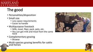 The good
• Personalities/disposition
• Small size
• Less space requirements
• Easier to handle
• Multipurpose livestock
• Milk, meat, fiber, pack, pets, etc.
• You can get milk and meat from the same
herd
• Complementary grazing
• Browse
• Multi-species grazing benefits for cattle
and horses
 