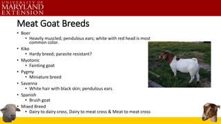 Meat Goat Breeds
• Boer
• Heavily muscled; pendulous ears; white with red head is most
common color.
• Kiko
• Hardy breed; parasite resistant?
• Myotonic
• Fainting goat
• Pygmy
• Miniature breed
• Savanna
• White hair with black skin; pendulous ears
• Spanish
• Brush goat
• Mixed Breed
• Dairy to dairy cross, Dairy to meat cross & Meat to meat cross
 