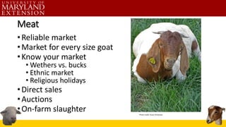 Meat
•Reliable market
•Market for every size goat
•Know your market
• Wethers vs. bucks
• Ethnic market
• Religious holidays
•Direct sales
•Auctions
•On-farm slaughter Photo credit: Susan Schoenian
 
