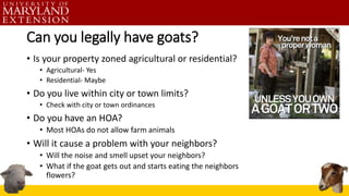 Can you legally have goats?
• Is your property zoned agricultural or residential?
• Agricultural- Yes
• Residential- Maybe
• Do you live within city or town limits?
• Check with city or town ordinances
• Do you have an HOA?
• Most HOAs do not allow farm animals
• Will it cause a problem with your neighbors?
• Will the noise and smell upset your neighbors?
• What if the goat gets out and starts eating the neighbors
flowers?
 