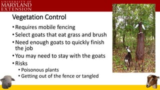 Vegetation Control
•Requires mobile fencing
•Select goats that eat grass and brush
•Need enough goats to quickly finish
the job
•You may need to stay with the goats
•Risks
• Poisonous plants
• Getting out of the fence or tangled
 