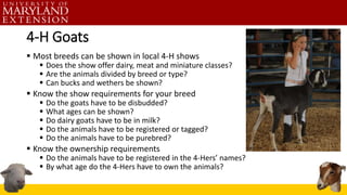 4-H Goats
 Most breeds can be shown in local 4-H shows
 Does the show offer dairy, meat and miniature classes?
 Are the animals divided by breed or type?
 Can bucks and wethers be shown?
 Know the show requirements for your breed
 Do the goats have to be disbudded?
 What ages can be shown?
 Do dairy goats have to be in milk?
 Do the animals have to be registered or tagged?
 Do the animals have to be purebred?
 Know the ownership requirements
 Do the animals have to be registered in the 4-Hers’ names?
 By what age do the 4-Hers have to own the animals?
 